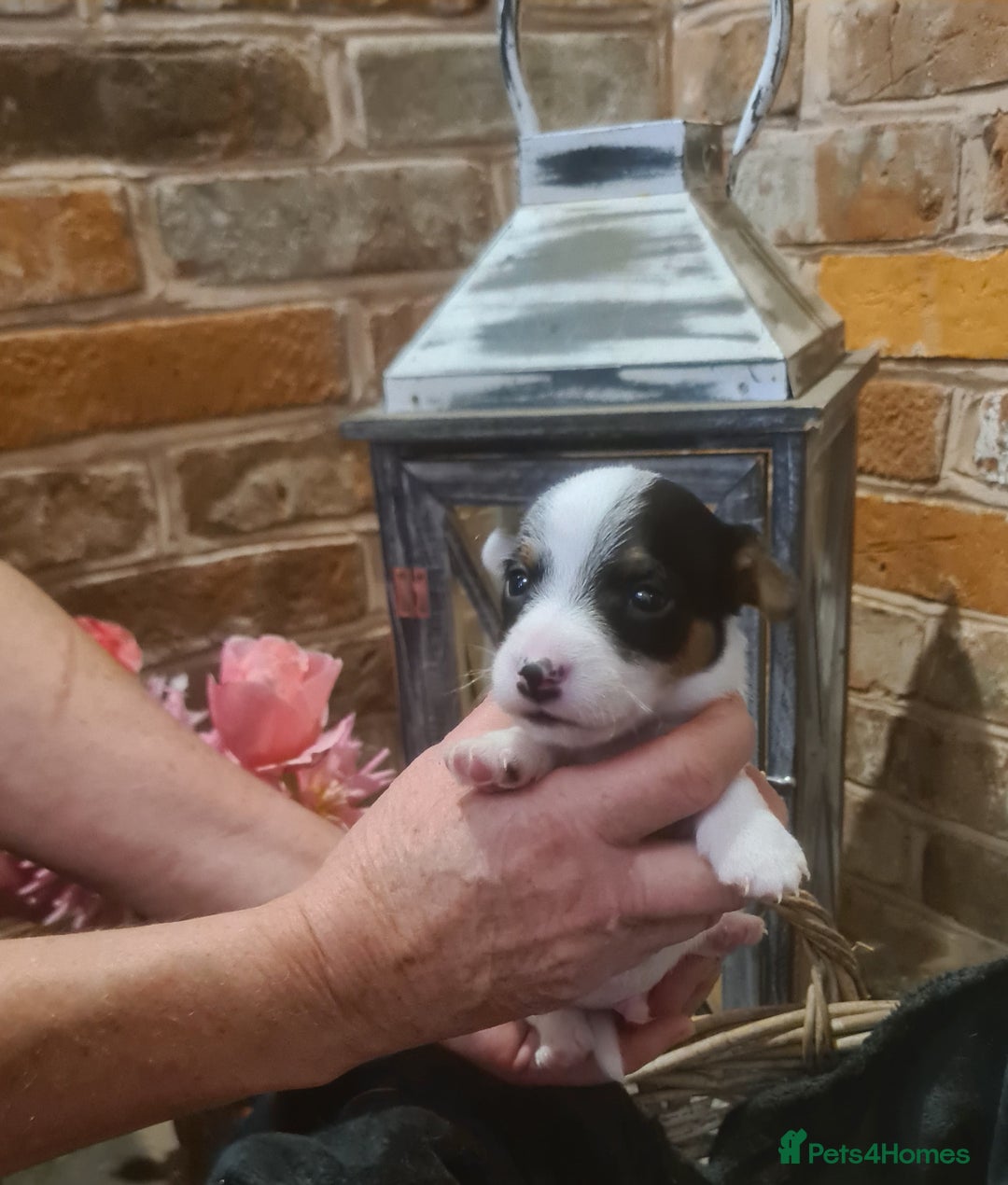 Jack Russell dogs for sale: Lovely Jack russell puppies. - Image 9