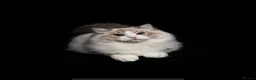 Ragdoll cats for stud: BEST RAGDOLL IN UK BLUE LYNX BI COLOR - Advert 1
