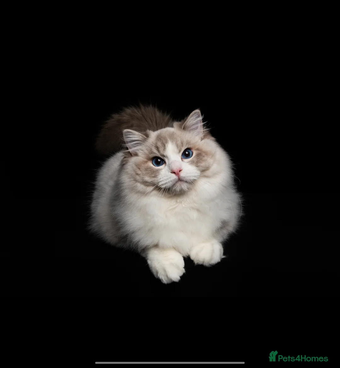 Ragdoll cats for stud: BEST RAGDOLL IN UK BLUE LYNX BI COLOR - Advert 1