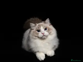 Ragdoll cats BEST RAGDOLL IN UK BLUE LYNX BI COLOR - Advert 1