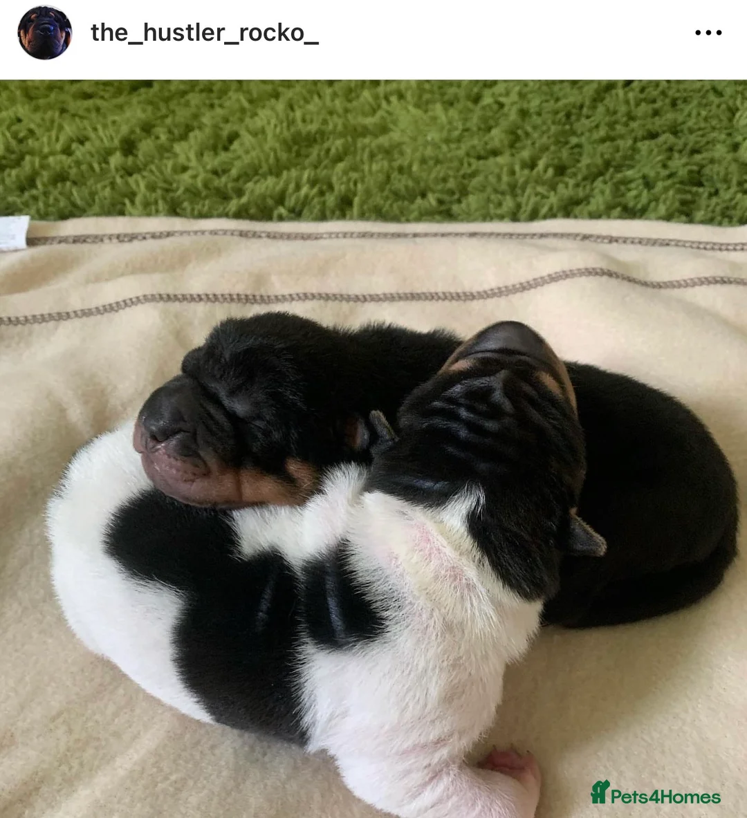 Shar Pei dogs for stud: THE HUSTLER BLACK AND TAN KC  in Scunthorpe - Advert 10