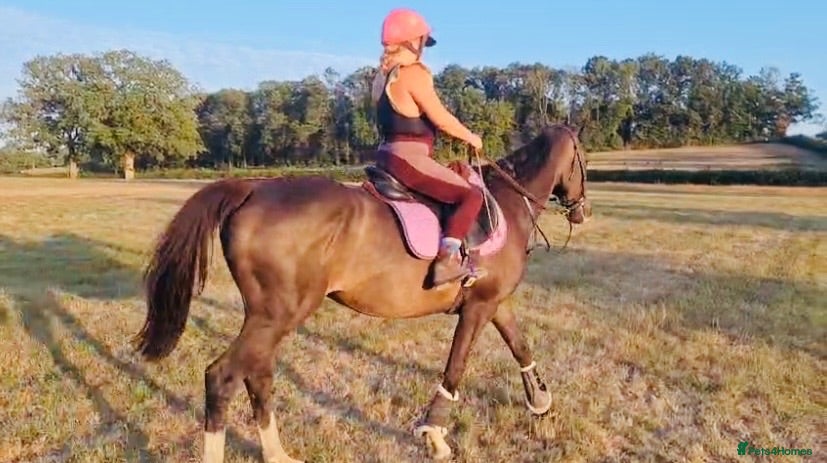 Irish Thoroughbred horses 15.3H TB Mare ex Racer excellent manners 17 years  - Advert 1