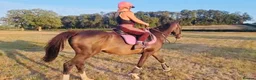 Irish Thoroughbred horses for sale: 15.3H TB Mare ex Racer excellent manners 17 years  - Advert 1