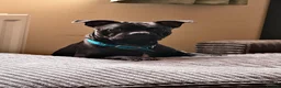 Mixed Breed dogs for sale: French Bulldog x Beagle - looking for forever home - Advert 2