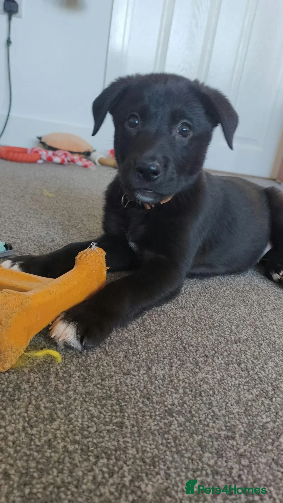 Mixed Breed dogs for sale: Last gorgeous girl looking for her forever home  - Advert 2