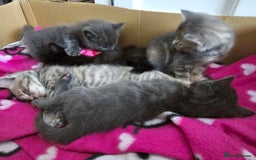 Mixed Breed cats for sale: 5 beautiful kittens looking for their forever home - Image 7