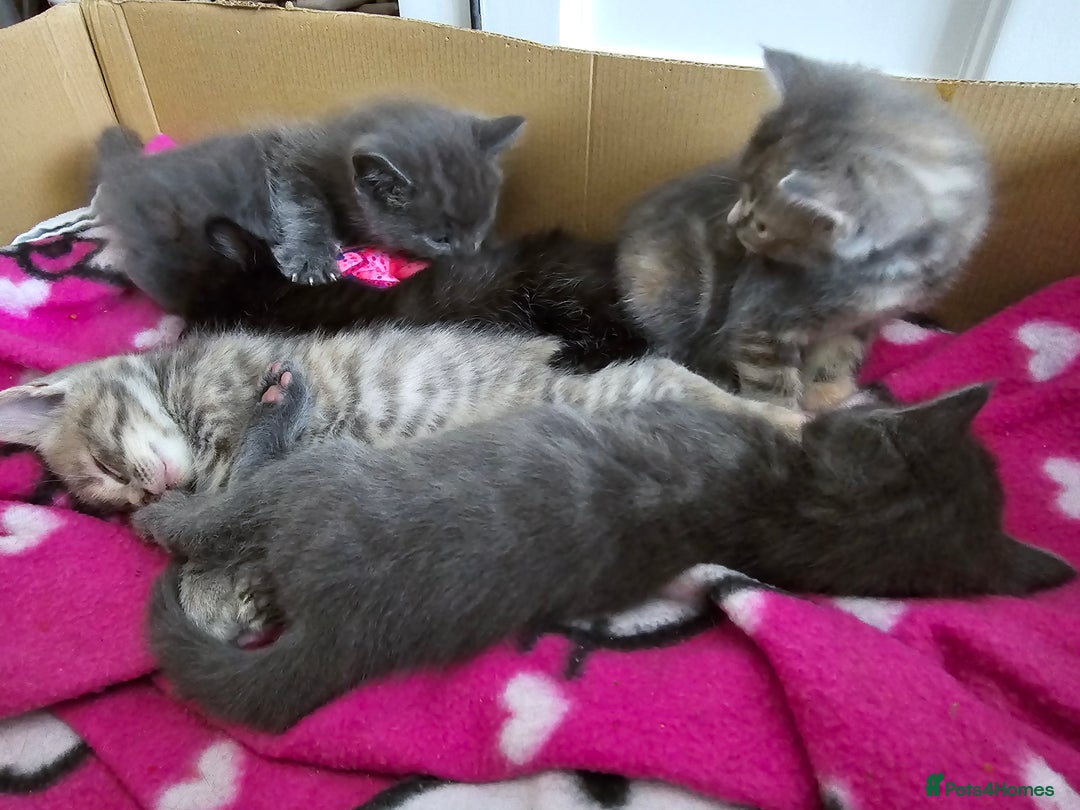Mixed Breed cats for sale: 5 beautiful kittens looking for their forever home - Image 7