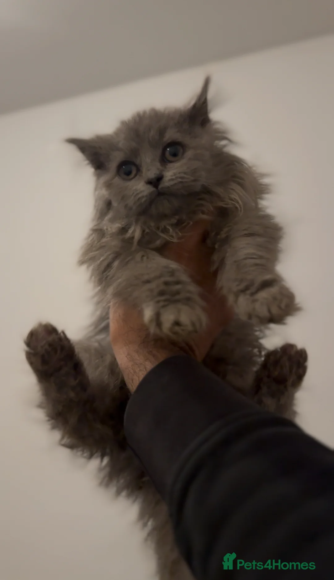 British Longhair cats for sale: Adorable British Longhair Kittens Ready Now! - Advert 12