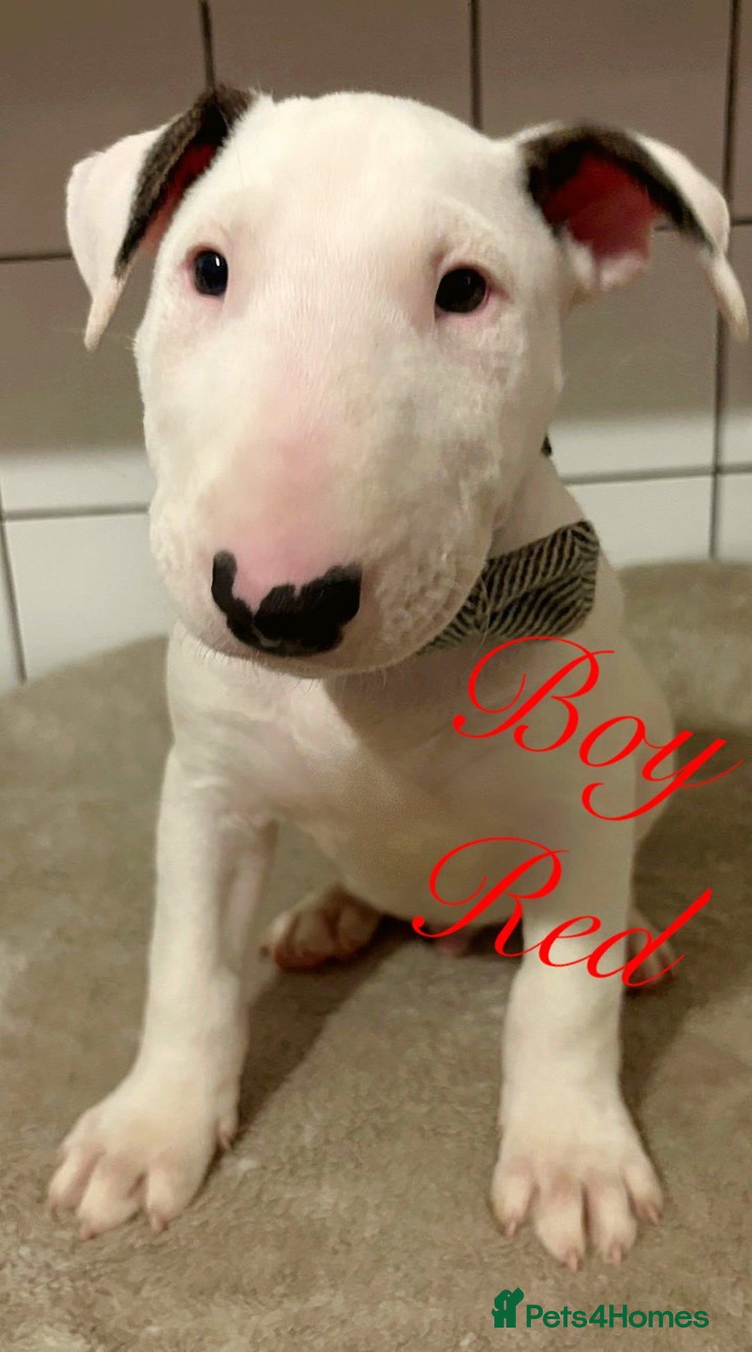 English Bull Terrier dogs for sale: ⭐️Ready Now ⭐️KC Champion EBT Pups ⭐️ - Advert 5