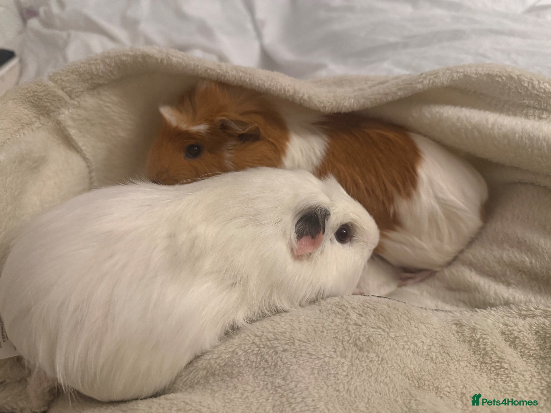 Guinea Pig rodents 2 female guinea pigs!  - Advert 1