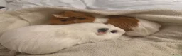 Guinea Pig rodents for sale: 2 female guinea pigs!  - Advert 1