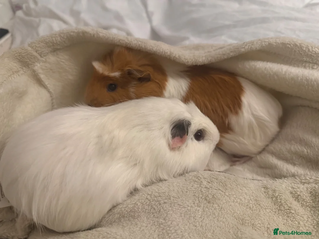 Guinea Pig rodents for sale: 2 female guinea pigs!  - Advert 1