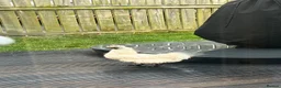 Chickens poultry for sale: Three pet hens for rehoming  in Stockton-on-Tees - Advert 6