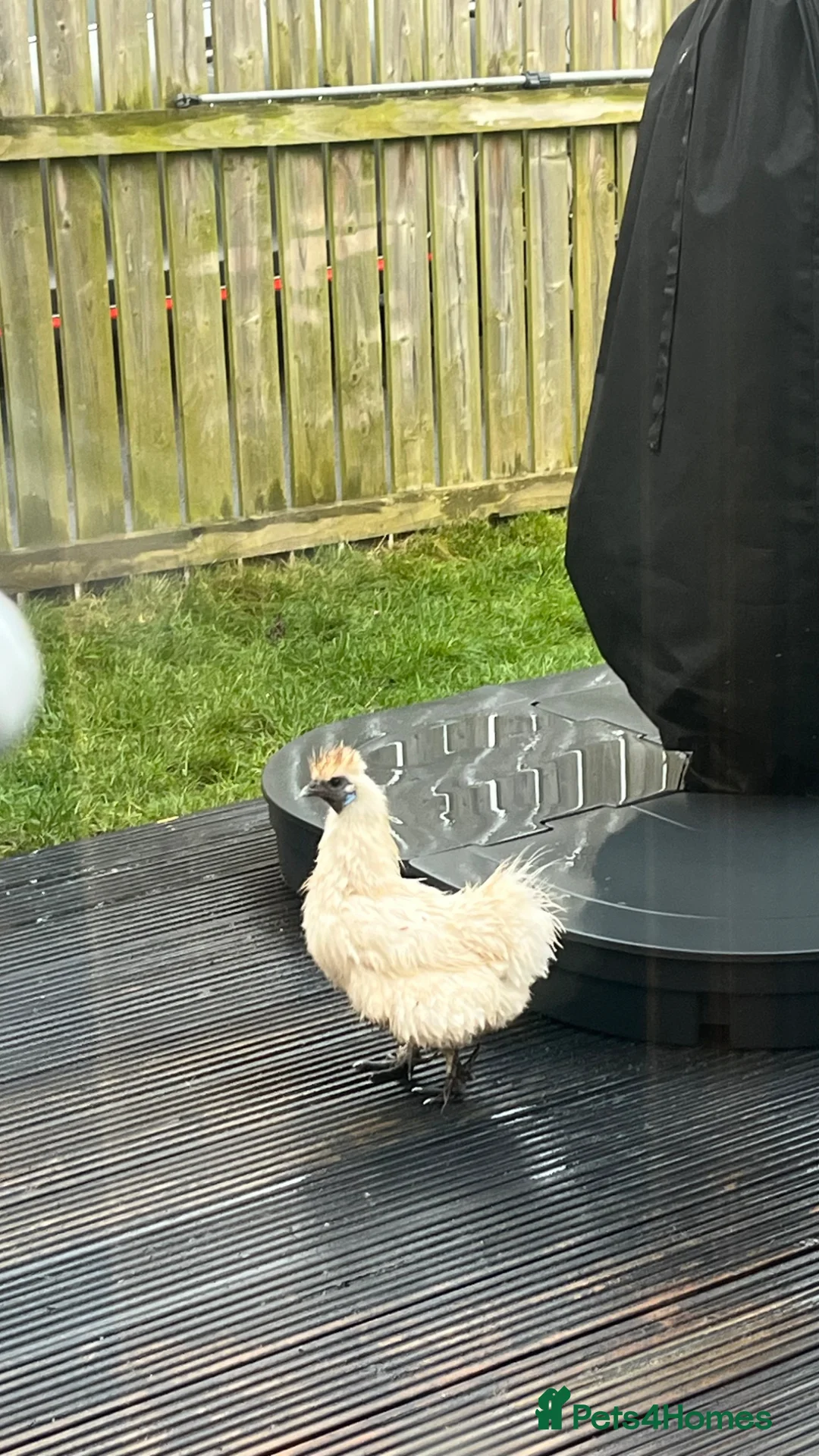 Chickens poultry for sale: Three pet hens for rehoming  in Stockton-on-Tees - Advert 6