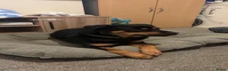Rottweiler dogs for sale: Loving 4yr Rottweiler girl needs new home - Advert 7