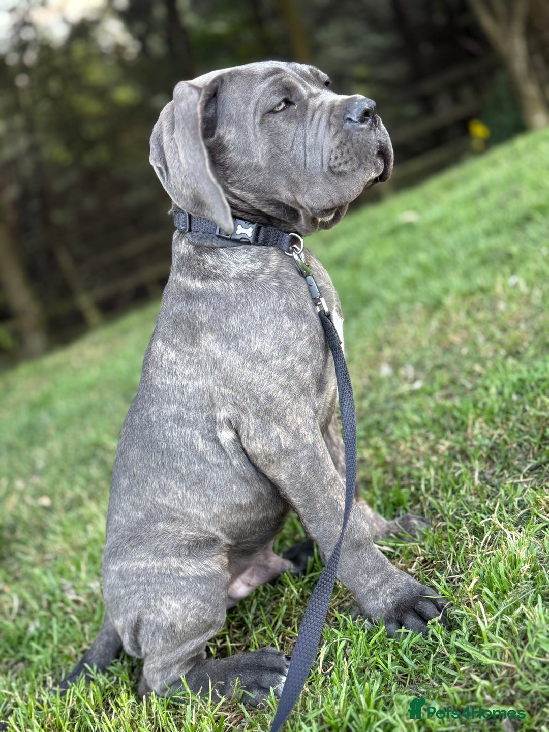 Cane Corso dogs for sale: Cane corso - Image 3