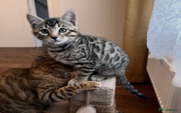 Bengal cats for sale: Sweet kittens - Image 8