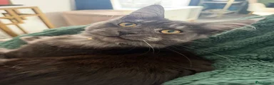 Cleo