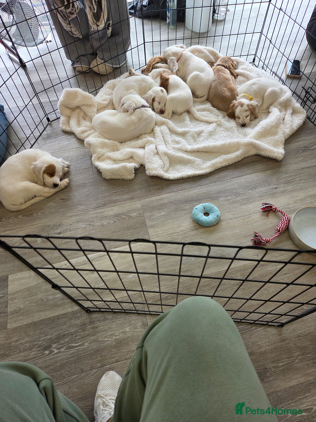 Cocker Spaniel dogs for sale: Cocker spaniels - Image 22