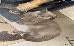 British Shorthair cats for sale: British short hair Cats - Advert 14