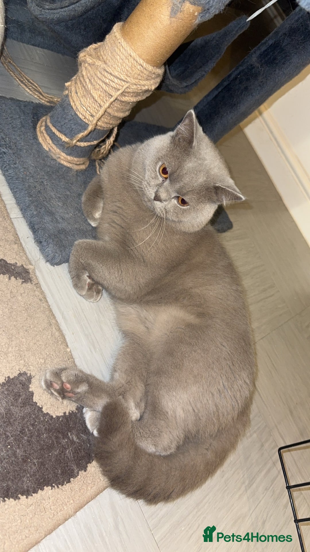 British Shorthair cats for sale: British short hair Cats - Advert 14