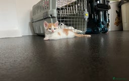Domestic Shorthair cats for sale: Litter of 9 Beautiful Kittens - Image 23