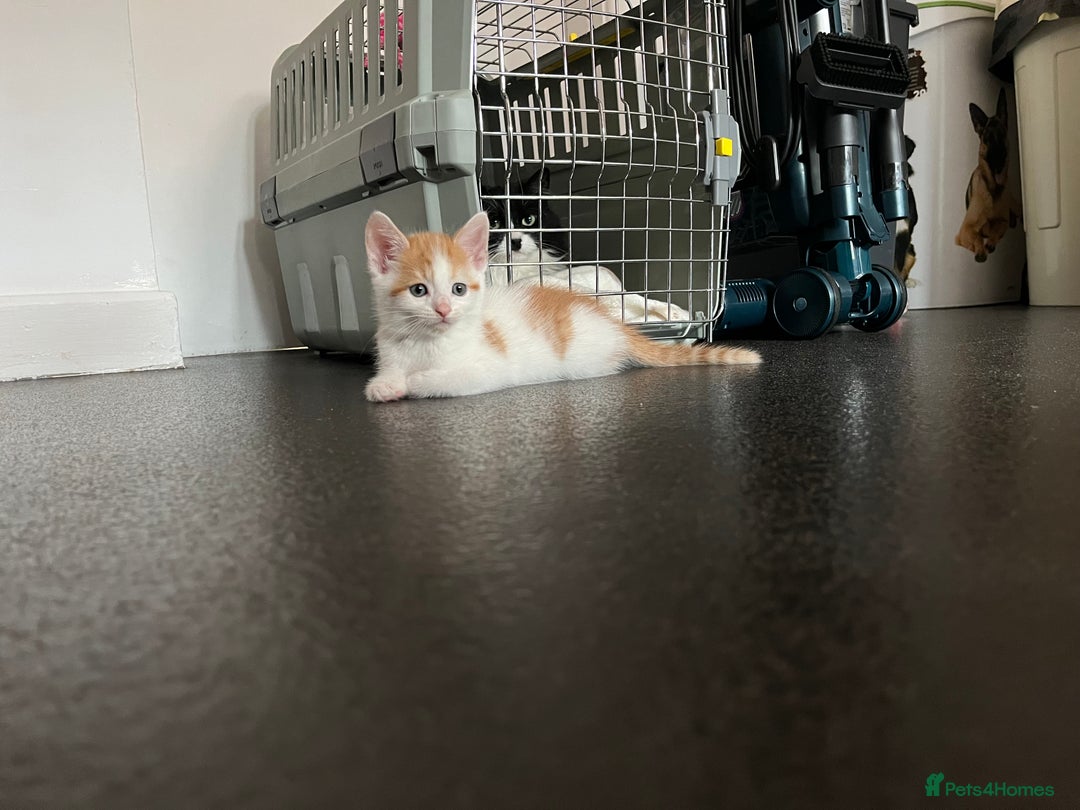 Domestic Shorthair cats for sale: Litter of 9 Beautiful Kittens - Image 23