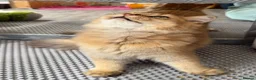 British Longhair cats for sale: ✨TICA REGISTERED GOLDEN LONGHAIR KITTENS✨ - Advert 5