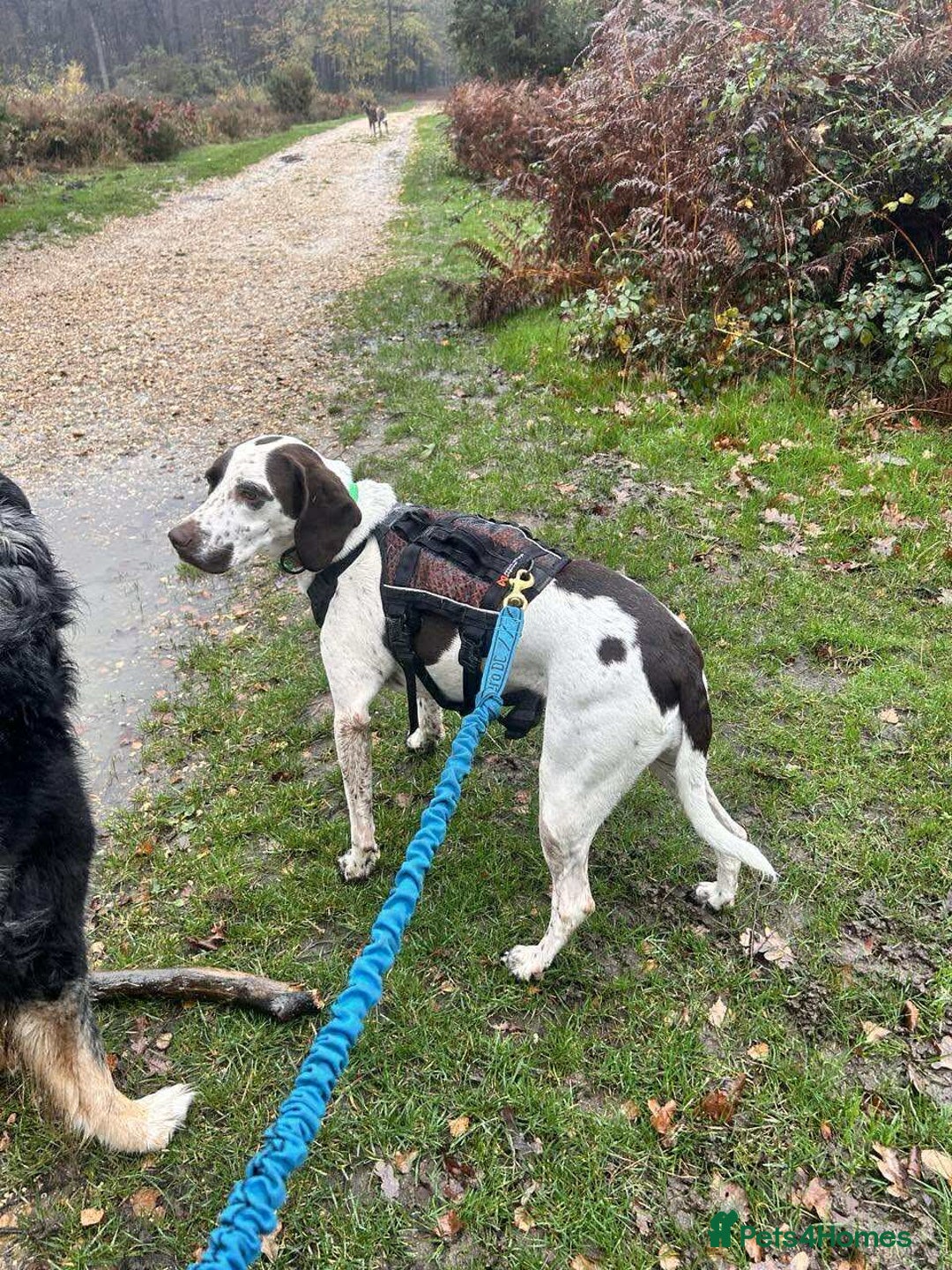 Pointer dogs for adoption: ❤️🐾 Nitsa is ready to keep moving forward 🐾 - Advert 10