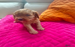 Cavapoo dogs for sale: Black and solid Red Cavapoo therapy pups for sale  - Image 16