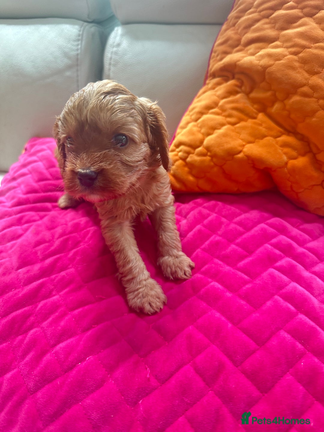 Cavapoo dogs for sale: Black and solid Red Cavapoo therapy pups for sale  - Image 16