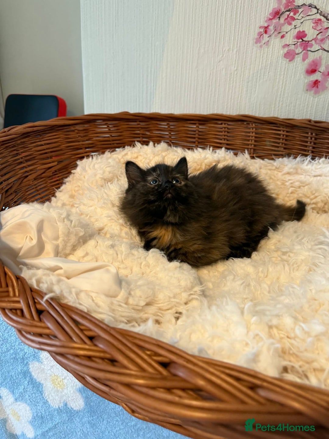 Persian cats for sale: Very fluffy kittens  - Advert 13