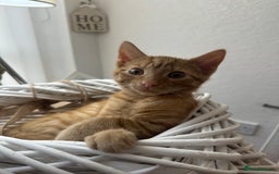 Mixed Breed cats for sale: 2 Adorable Friendly Kittens For A Forever Home - Image 4