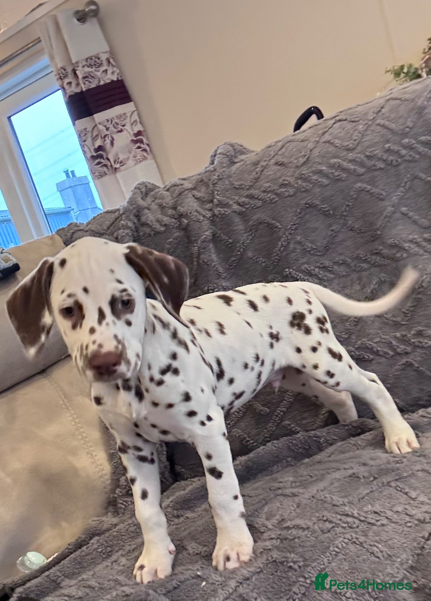 Dalmatian dogs 🥰 One gorgeous boy looking for his forever home - Advert 2