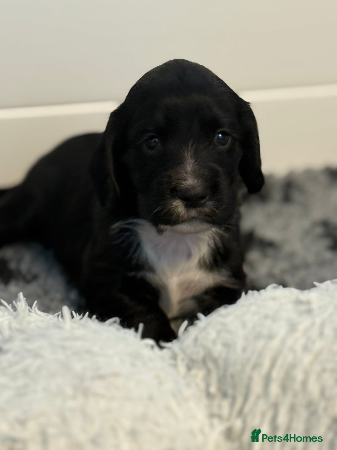 Cocker Spaniel dogs for sale: Stunning KC Working Cocker Spaniel Puppies - Image 5