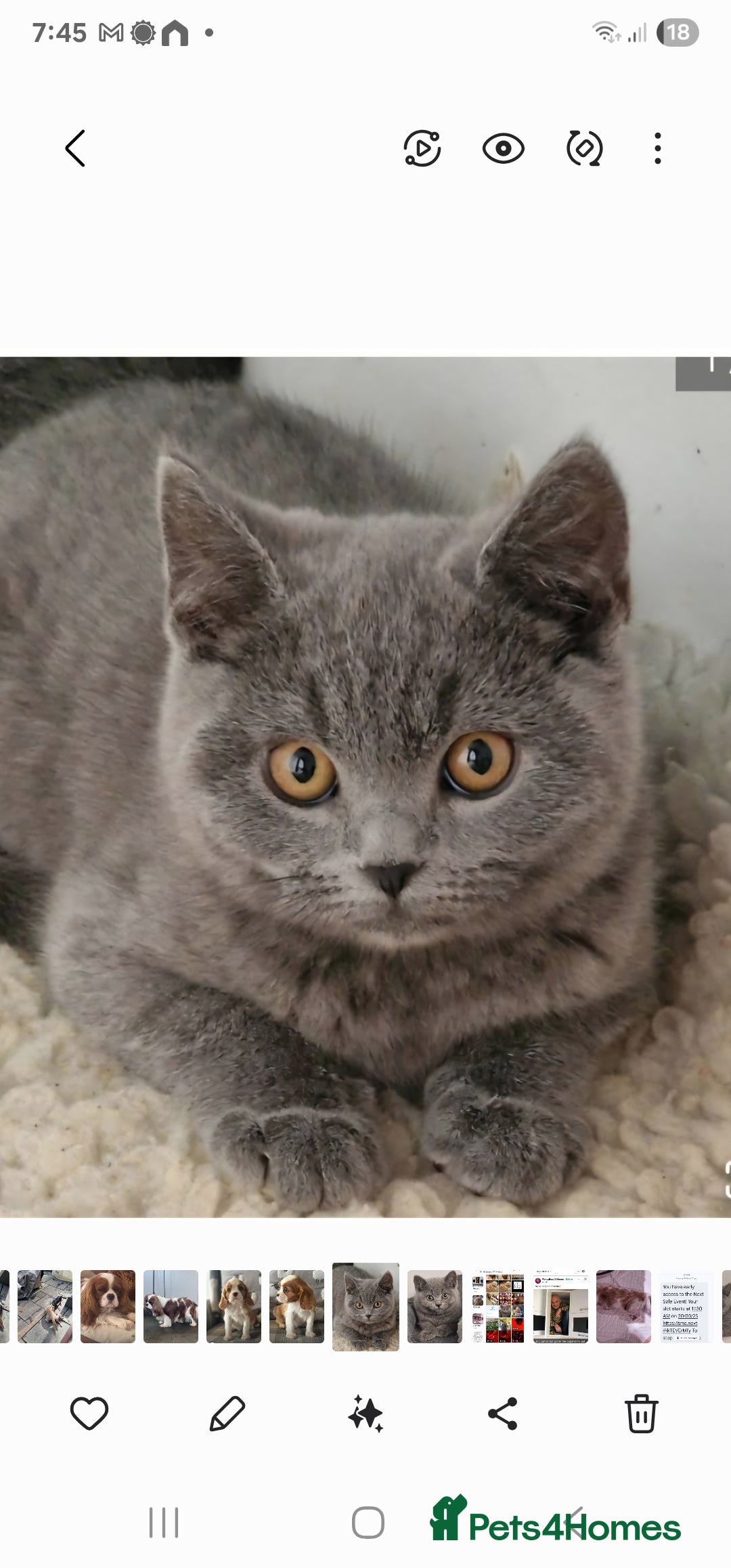 British Shorthair cats Gorgeous British short haired kittens  - Advert 3