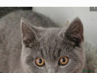British Shorthair cats Gorgeous British short haired kittens - Advert 3