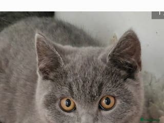 British Shorthair cats Gorgeous British short haired kittens - Advert 5