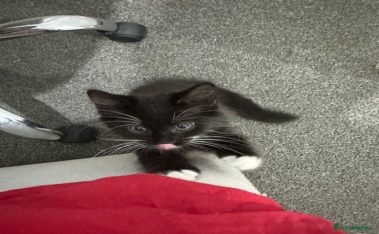 Mixed Breed cats - Advert 7