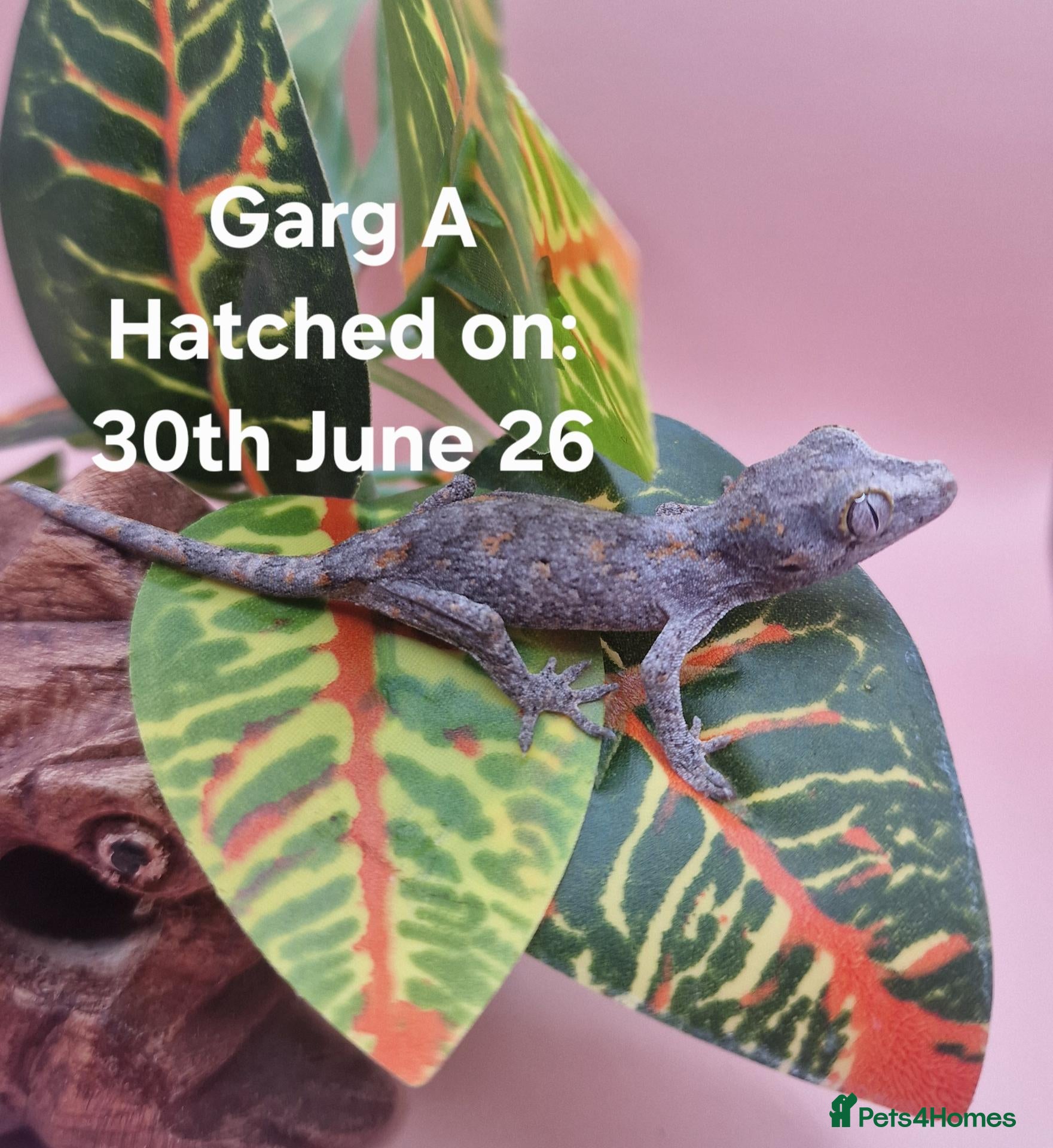 Gecko reptiles Gargoyle Gecko Hatchlings/Juveniles - Advert 1