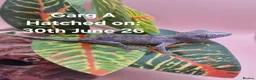 Gecko reptiles for sale: Gargoyle Gecko Hatchlings/Juveniles - Advert 1