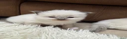 Ragdoll cats for sale: GCCF registered Ragdoll kittens - Advert 8