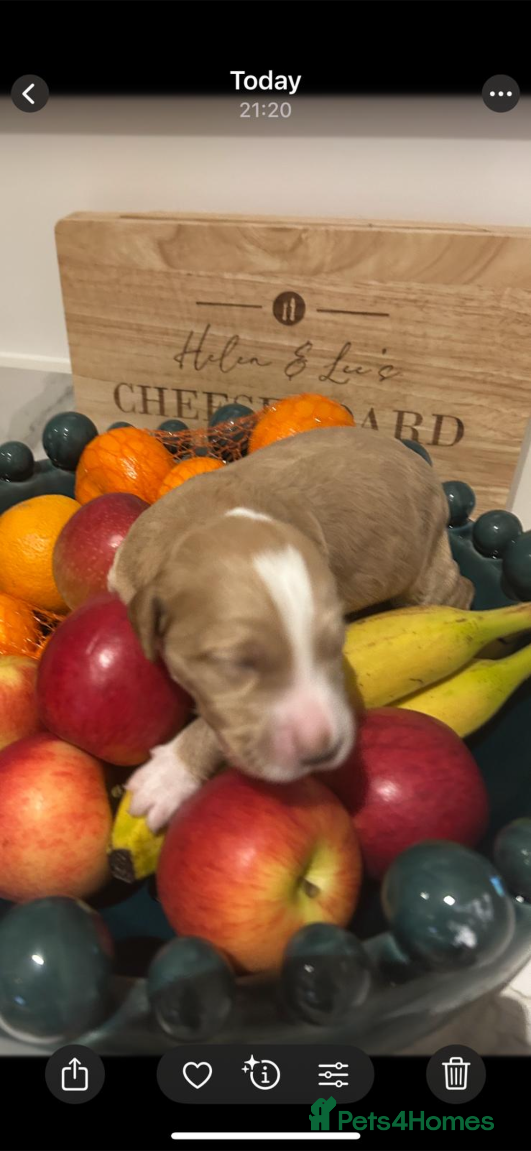 Australian Labradoodle dogs for sale: Pure Australian Labradoodle Puppies ready 30/09/25 - Image 20