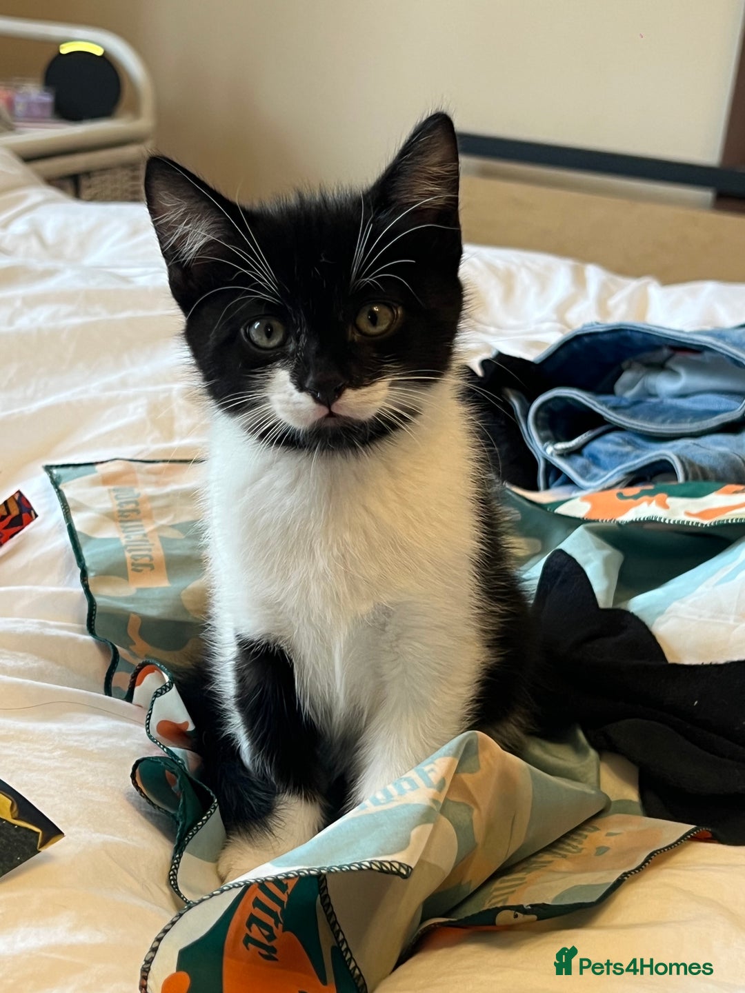 Mixed Breed cats for sale: 5 Gorgeous Happy Babies (Ready to Go) - Image 18