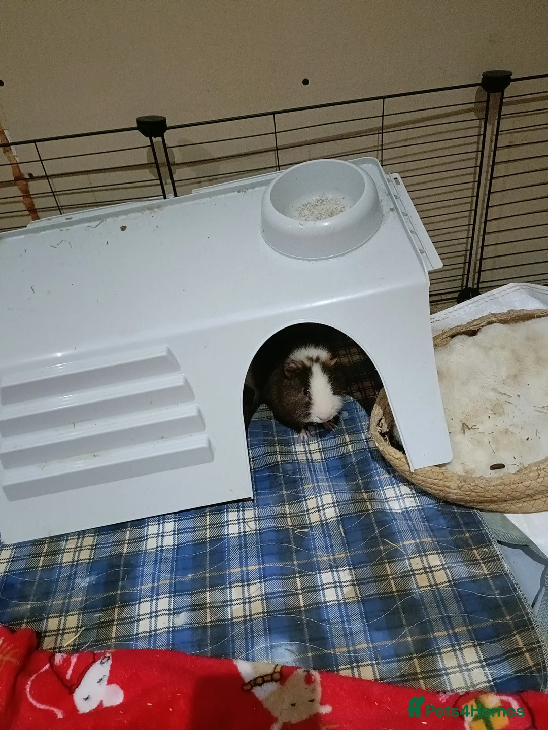 Guinea Pig rodents for sale: Male Guinea pigs for sale  - Advert 4