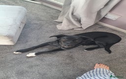 Mixed Breed dogs for sale: Lab X Collie, 9 Months Old, Seeking a Forever Home - Image 7