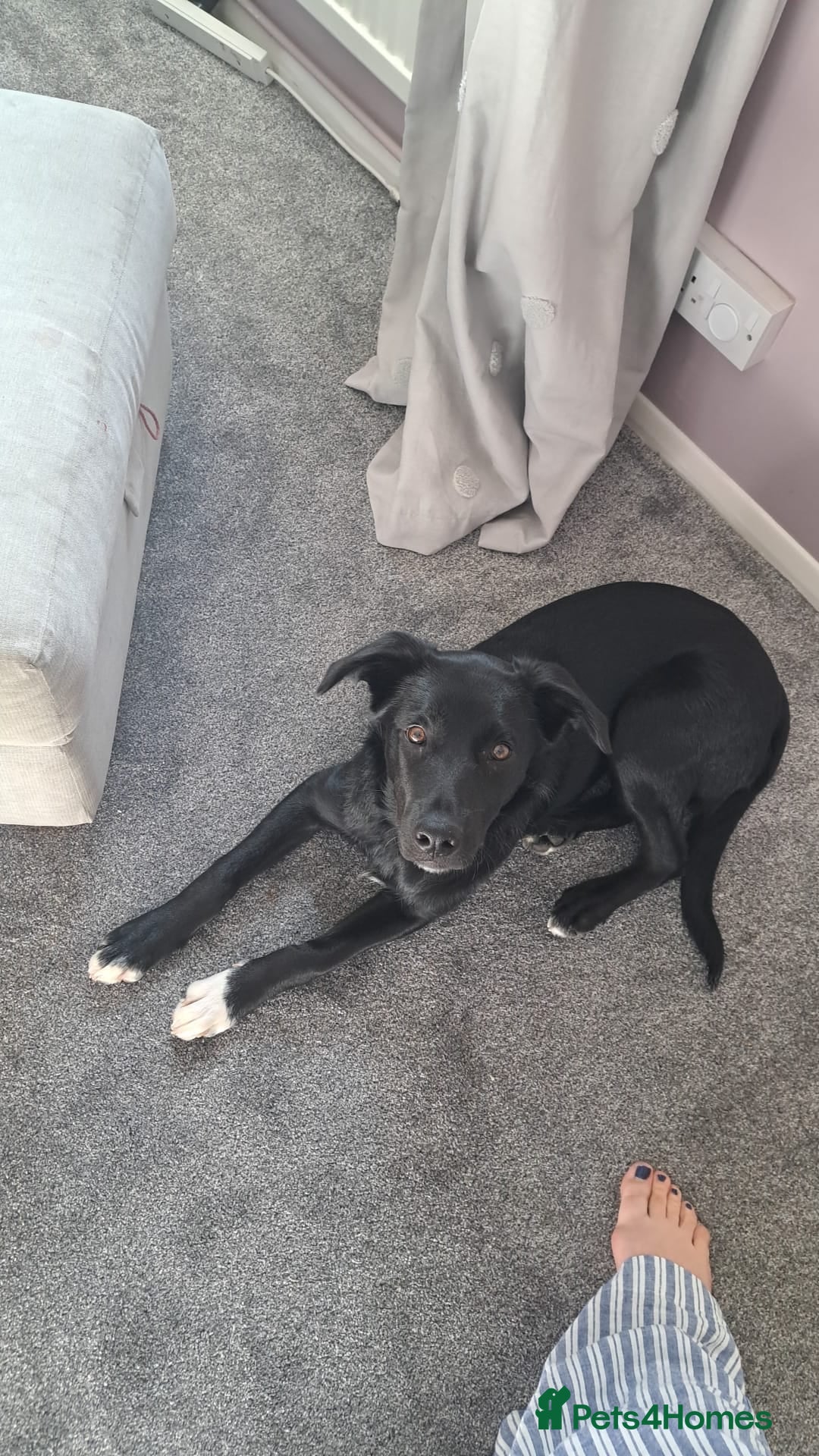 Mixed Breed dogs for sale: Lab X Collie, 9 Months Old, Seeking a Forever Home - Image 7