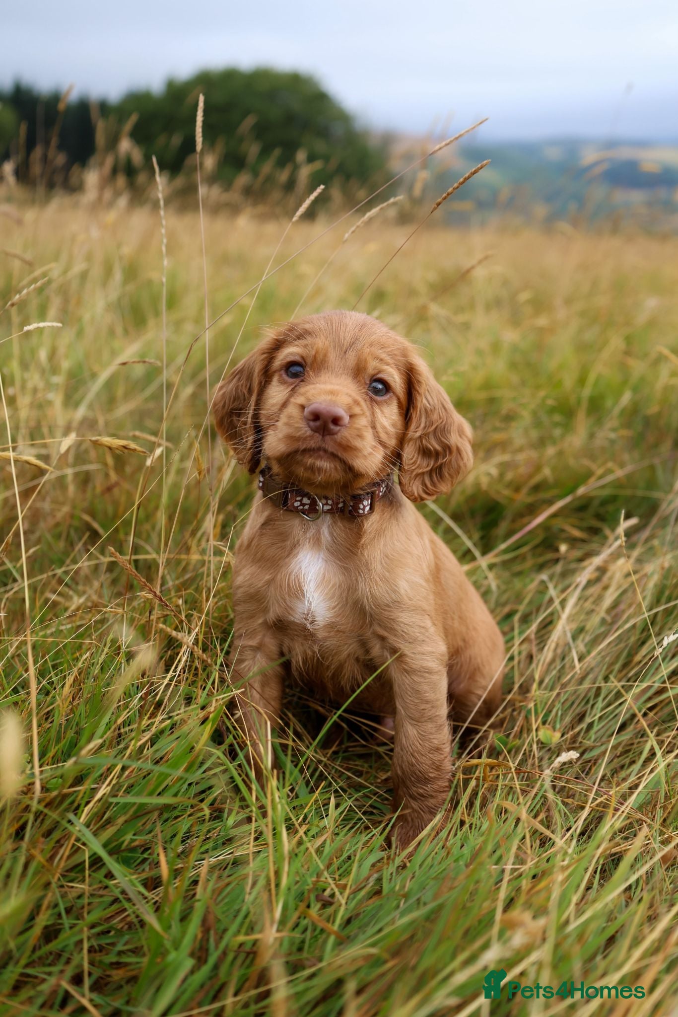 Cocker Spaniel dogs Cocker spaniel male puppies  - Advert 1