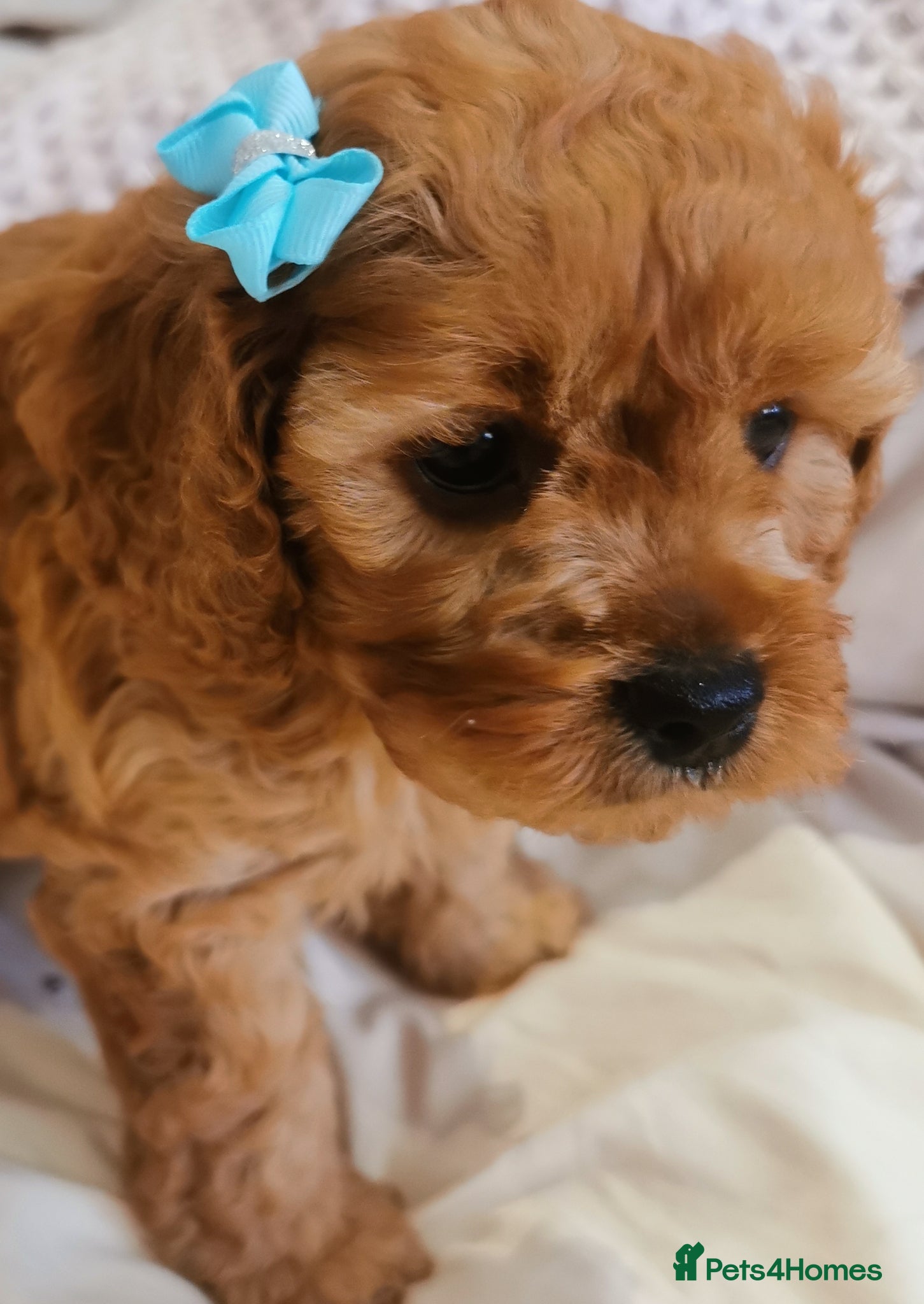 Cavapoo dogs EXTENSIVELY HEALTH TESTED F1B CAVAPOO PUPPIES  - Advert 2