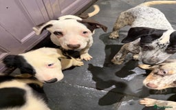 Mixed Breed dogs for sale: Collie x Dalmatian Puppies - Advert 11